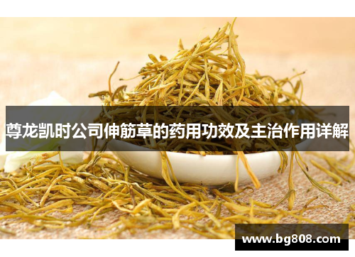 尊龙凯时公司伸筋草的药用功效及主治作用详解